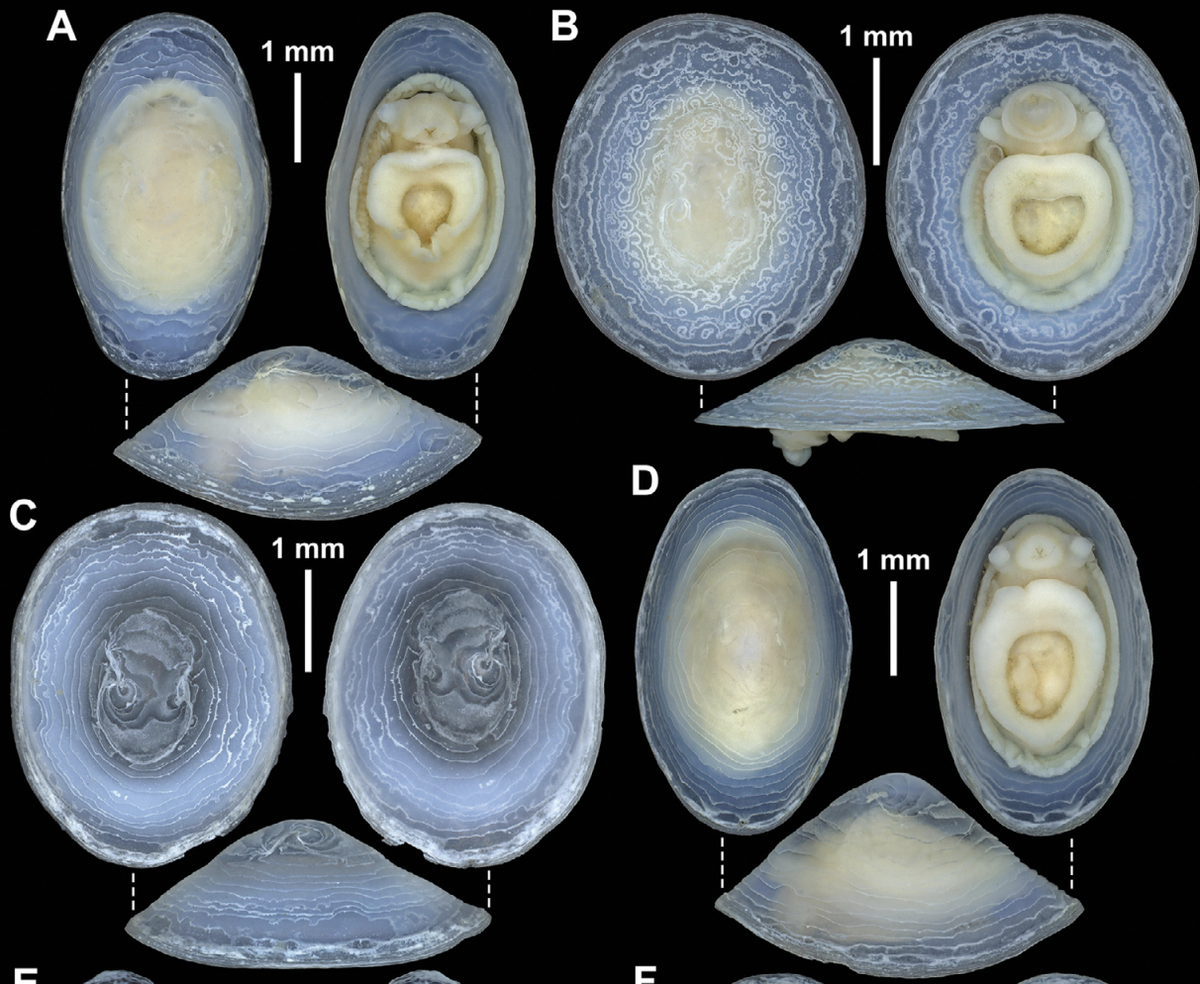 Shape-shifting deep-sea limpet discovered in Sagami Bay | Miami Herald